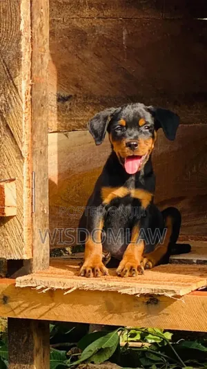 1-3 months Male Purebred Rottweiler