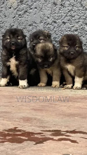 1-3 months Female Purebred Caucasian Shepherd