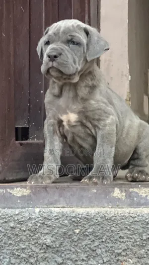 1-3 months Female Purebred Neapolitan Mastiff