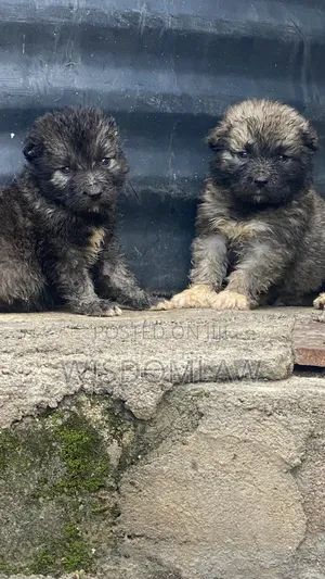 1-3 months Female Purebred Caucasian Shepherd