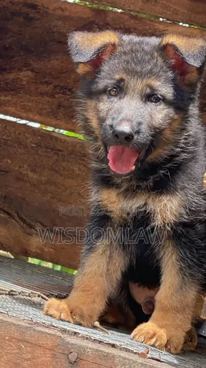 1-3 months Female Purebred German Shepherd