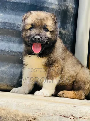 1-3 months Male Purebred Caucasian Shepherd