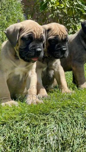 1-3 months Female Purebred Bullmastiff