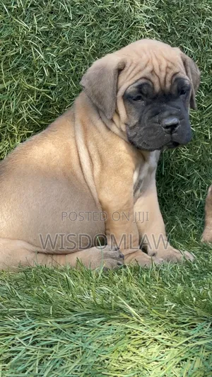 1-3 months Male Purebred Bullmastiff