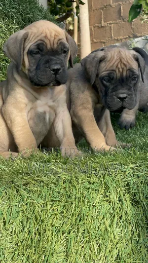 1-3 months Male Purebred Bullmastiff