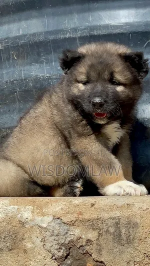1-3 months Male Purebred Caucasian Shepherd