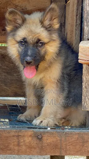 1-3 months Female Purebred German Shepherd