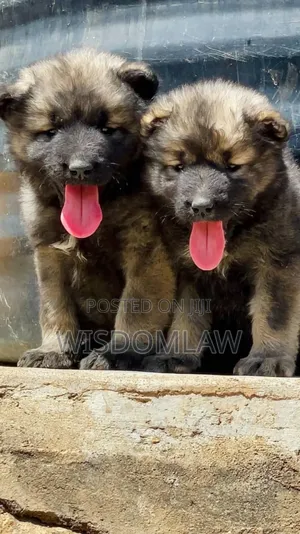 1-3 months Female Purebred Caucasian Shepherd