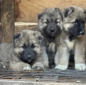 1-3 months Female Purebred Caucasian Shepherd