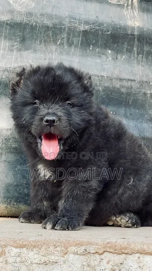 1-3 months Male Purebred Caucasian Shepherd