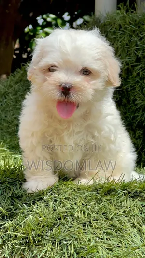 1-3 months Male Purebred Lhasa Apso