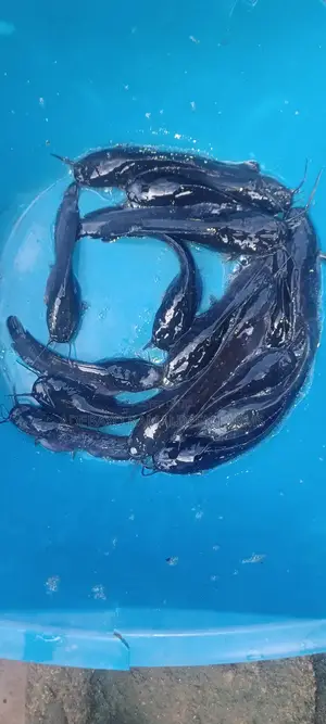 Catfish Juveniles Available