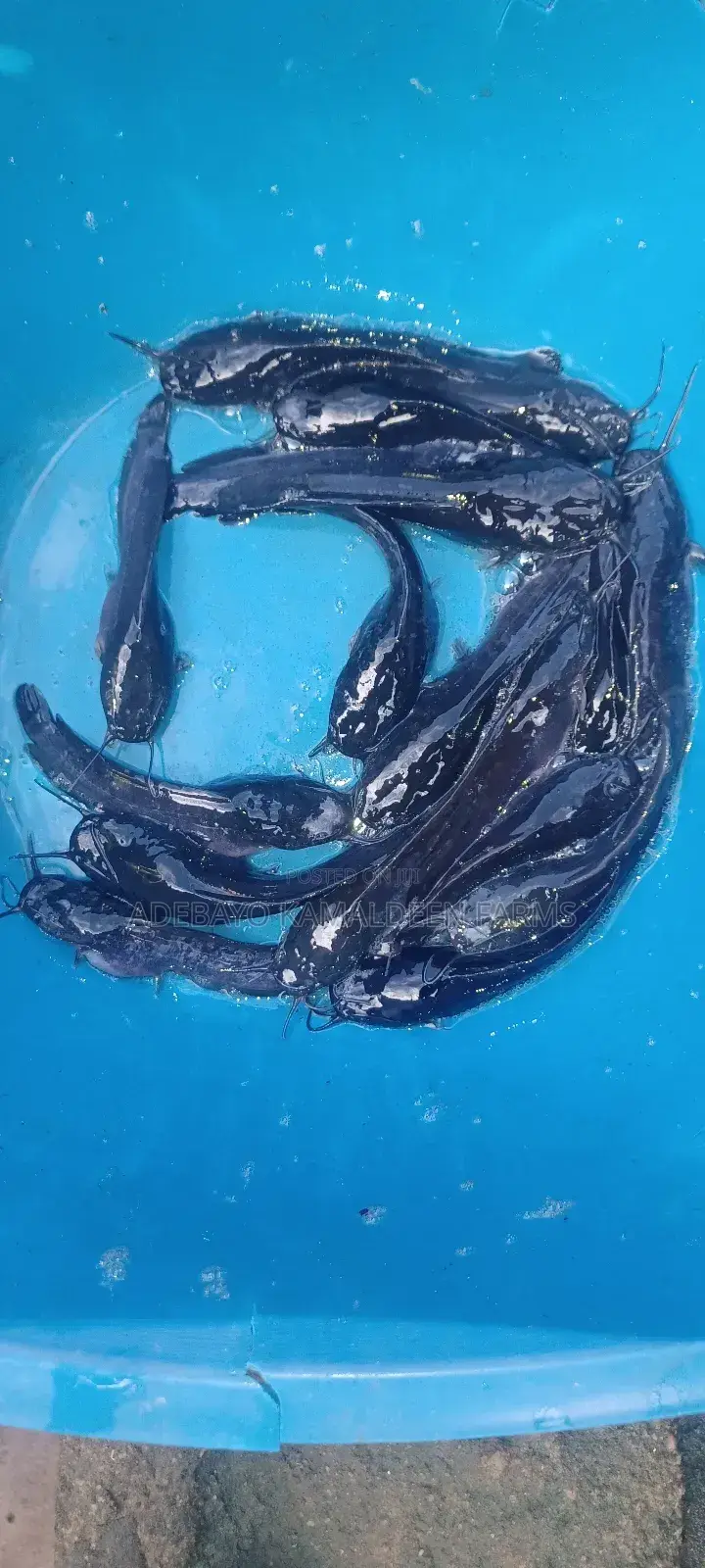 Catfish Juveniles Available