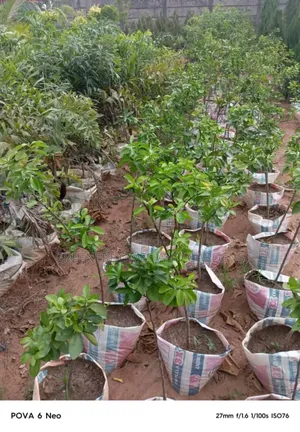 Orange Seedlings