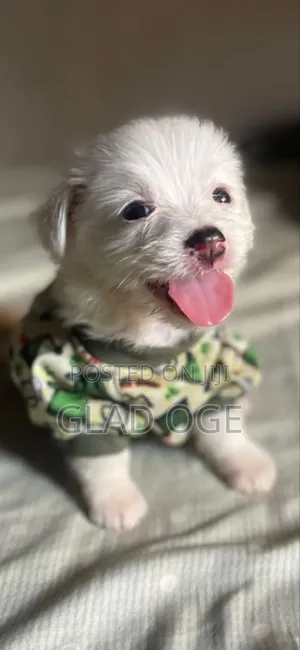 1-3 months Female Purebred Lhasa Apso