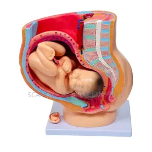 Female Pelvic Anatomy Model
