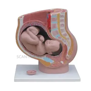 Human Uterus Anatomy Display