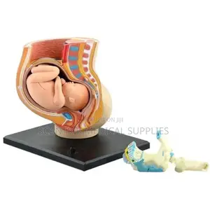 Female Pelvis Cross-Section