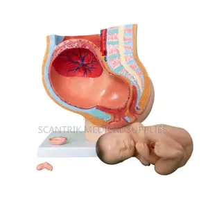 Uterus and Pelvic Cavity Model