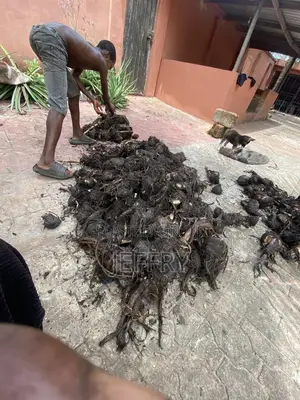 Plantain Suckers