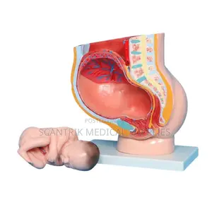 Sagittal View Female Pelvis Model