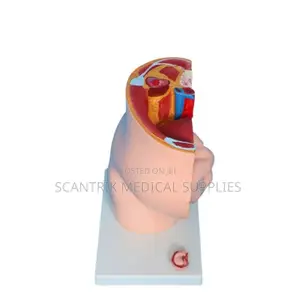 Pelvic Organs Educational Model