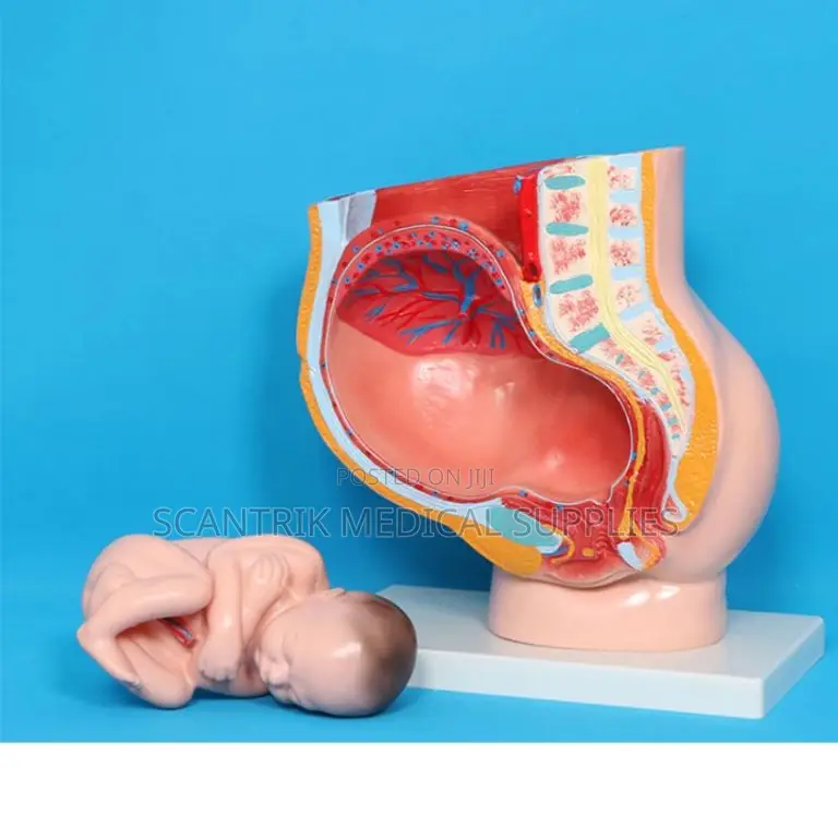 Uterine System Dissection Display
