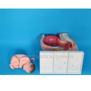 Human Reproductive Tract Section