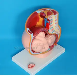 Female Pelvis Anatomy Chart Model