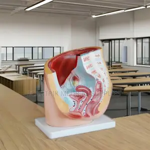 Female Pelvis and Uterus Demonstrator