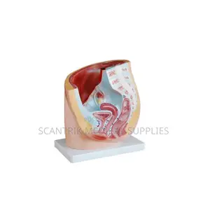 Female Pelvis Teaching Aid