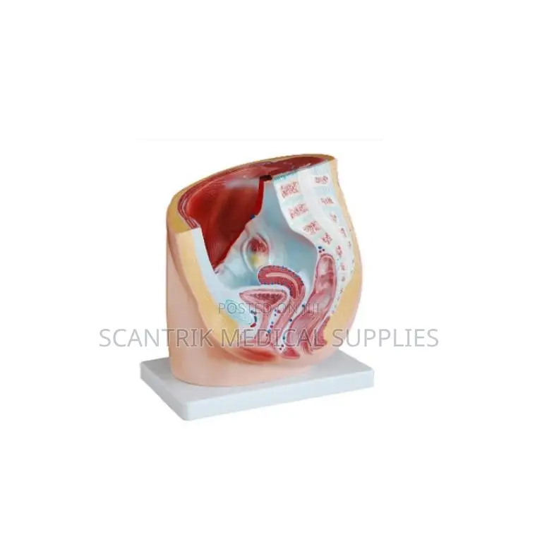 Female Pelvis Teaching Aid