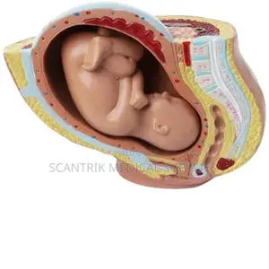Anatomical Uterus With Vagina Cut
