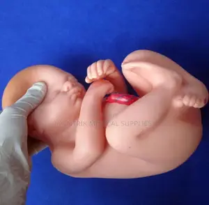 Female Pelvic Cavity Sectional Display