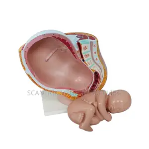 Human Female Reproductive Cut Model