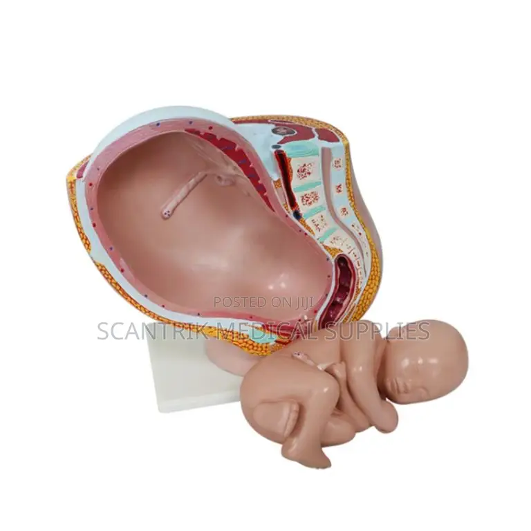 Human Female Reproductive Cut Model