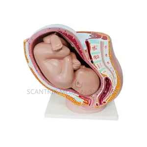 Mid-Sagittal Female Anatomy Model