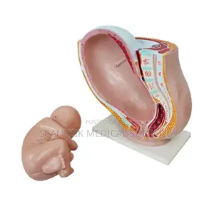 Female Pelvis Medical Training Model