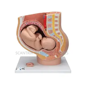 Pelvic Dissection Anatomical Replica a Realistic Dissection-