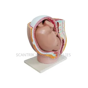 Human Female Urogenital Display