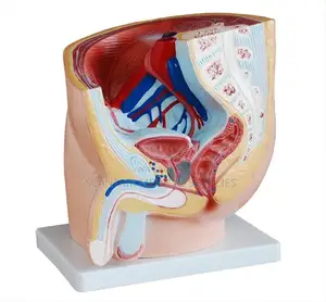 Female Genital System Cutaway Model