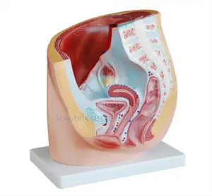 Human Uterus Female Pelvis Section