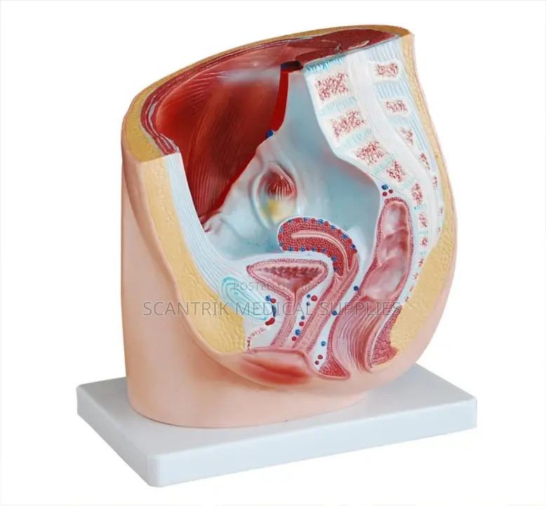 Human Uterus Female Pelvis Section