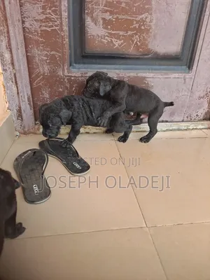 1-3 months Male Purebred Cane Corso