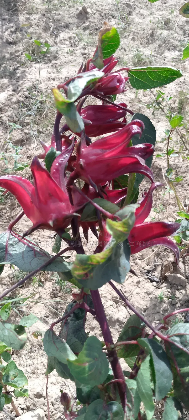 Hibiscus Flower Seeds