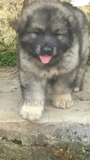 1-3 months Male Purebred Caucasian Shepherd