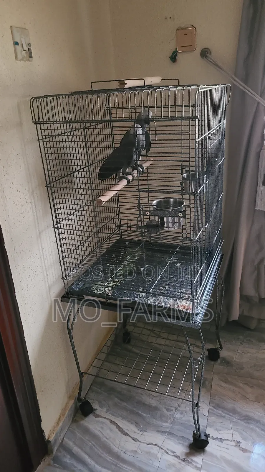 Parrot Cage
