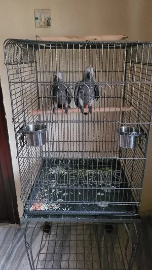 Parrot Cage