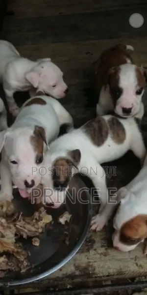Photo - 1-3 months Female Purebred American Pit Bull Terrier
