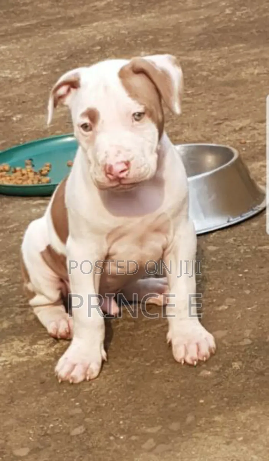 1-3 months Male Purebred American Pit Bull Terrier